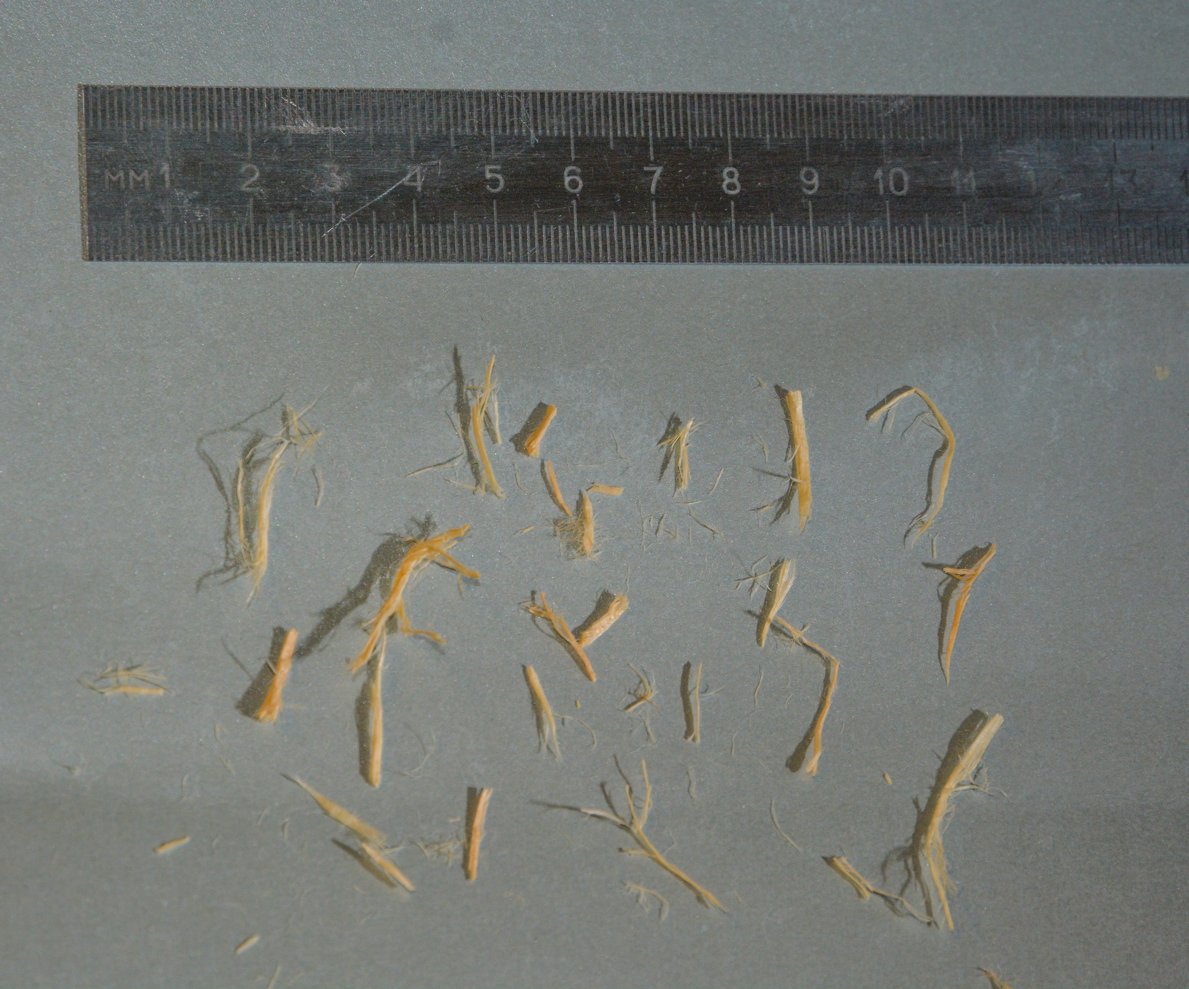 Włókna drzewne - analiza wymiaru włókna drzewne, analiza sitowa